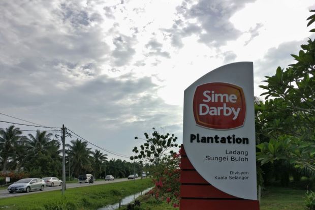 Sime Darby Plantation Looks Downstream For Growth The Star