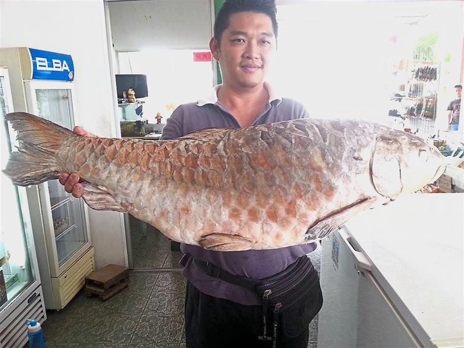 Pushing empurau to save sharks | The Star Online