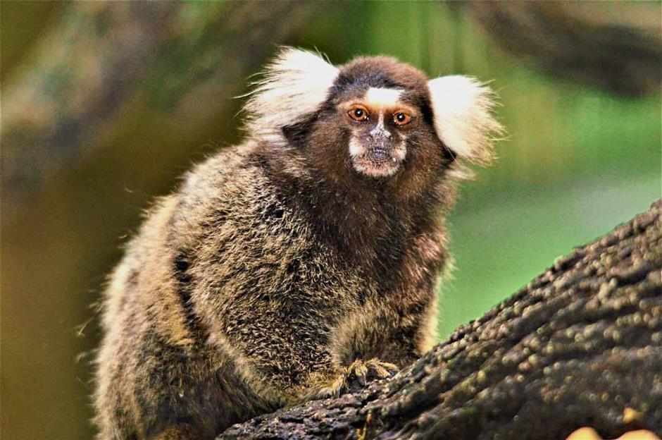 A common marmoset was also donated to the zoo by the Kadoorie Farm and Botanical Garden in Hong Kong.