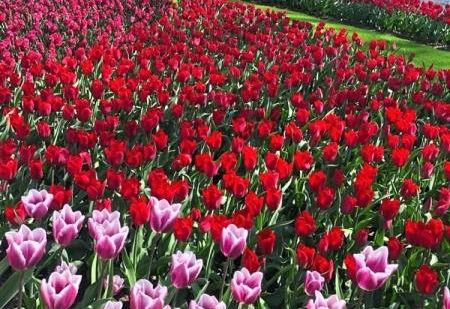 Tulips Coming Back To Malaysia The Star