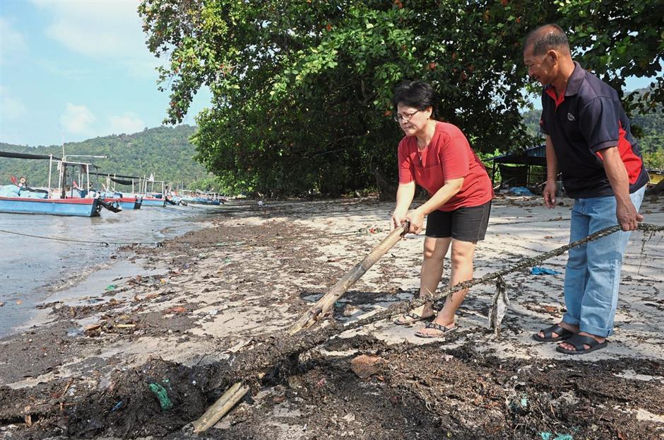 Pig Faeces Pollutes Remote Penang Island Bay Affects Seafood Too The Star