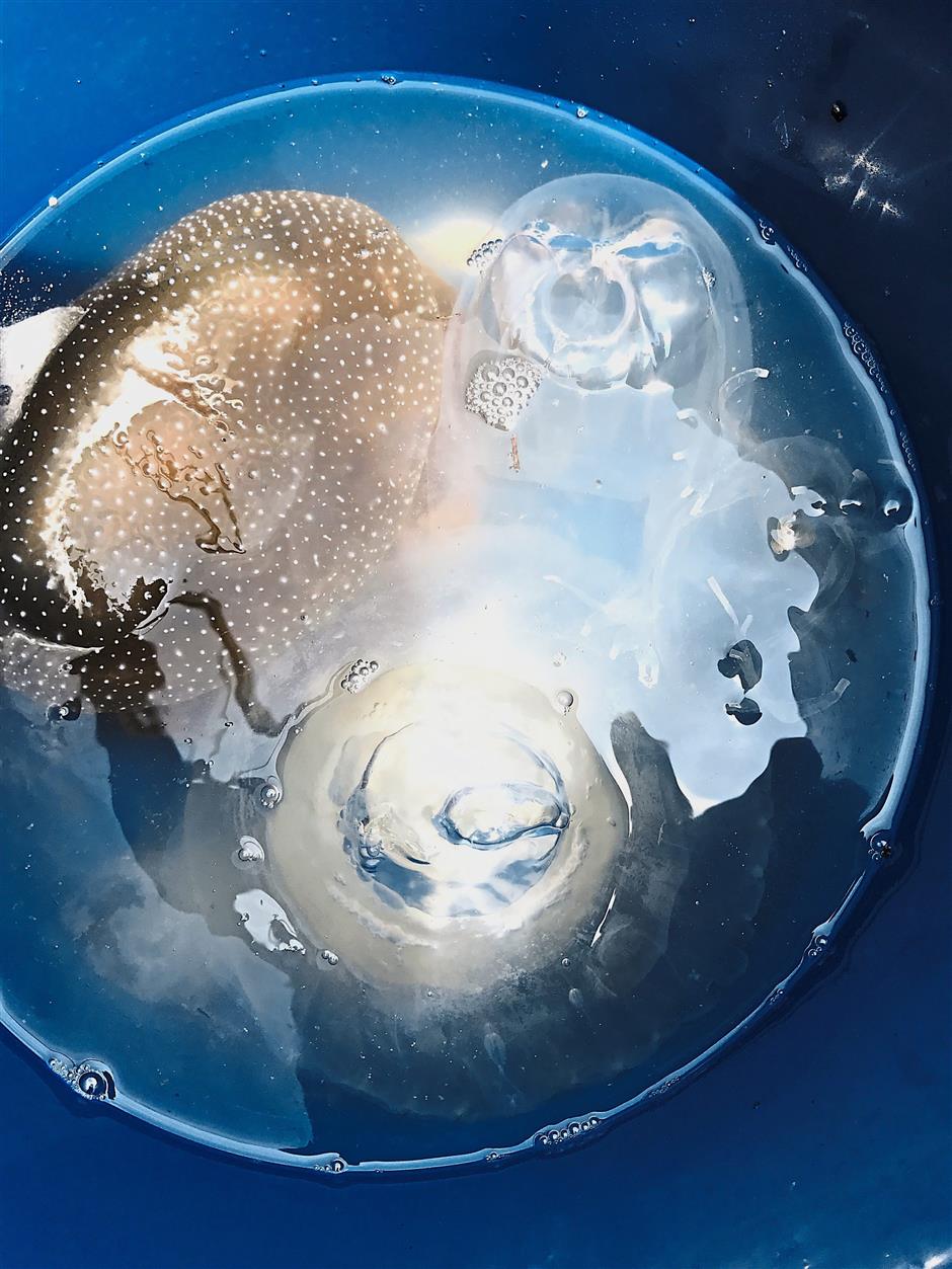 Marine life: A pail containing an Australian spotted jellyfish and box jellyfish of the Morbakka genus caught in the sea off Batu Ferringhi. — Photo courtesy of the Cemacs