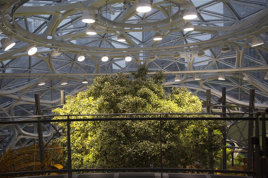 The top of a 55-foot-tall tree nicknamed Rubi (short for Ficus rubiginosa) stands inside the Amazon.com Inc. Spheres in Seattle, Washington, U.S., on Tuesday, Jan. 23, 2018. The online retailer is scheduled to unveil the spheres Monday morning following seven years of planning and construction. The glass orbs have 40,000 plants from around the world. Photographer: Mike Kane/Bloomberg