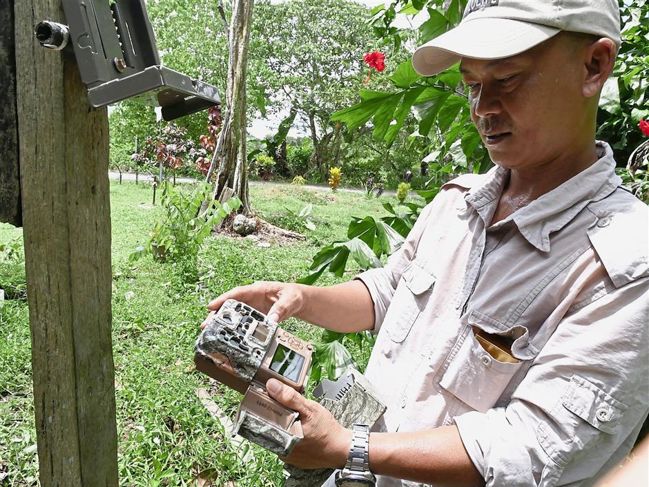 Eddie showing the camera trap to be installed with the purpose of monitoring the nesting activities of hornbills in Kinabatangan.