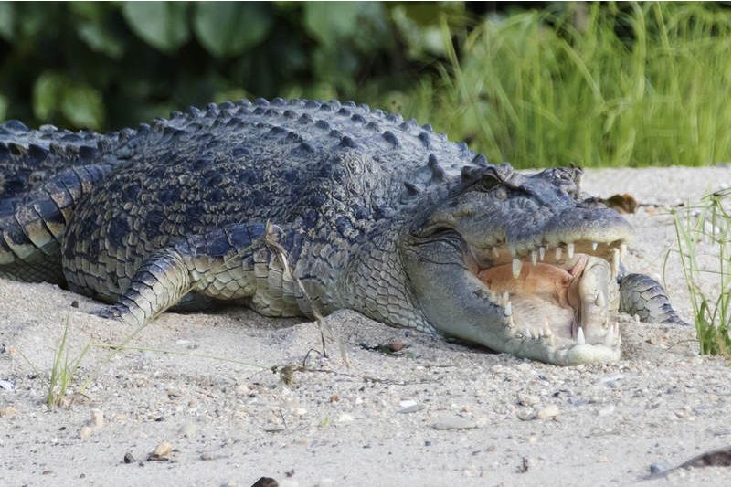 where do you find crocodiles in australia