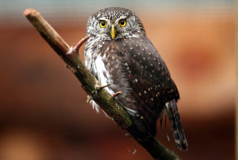 Night Owls May Face Special Challenges >> Microsoft S Outlook Webmail Now Also Caters To Night Owls The Star Night Owls May Face Special Challenges >> Microsoft S Outlook Webmail Now Also Caters To Night Owls The Star