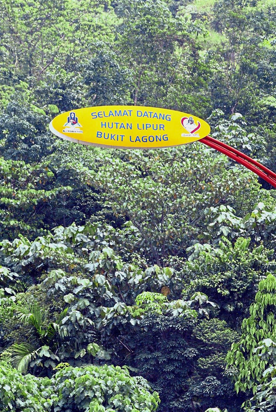 More Green Lungs Look Set To Disappear The Star