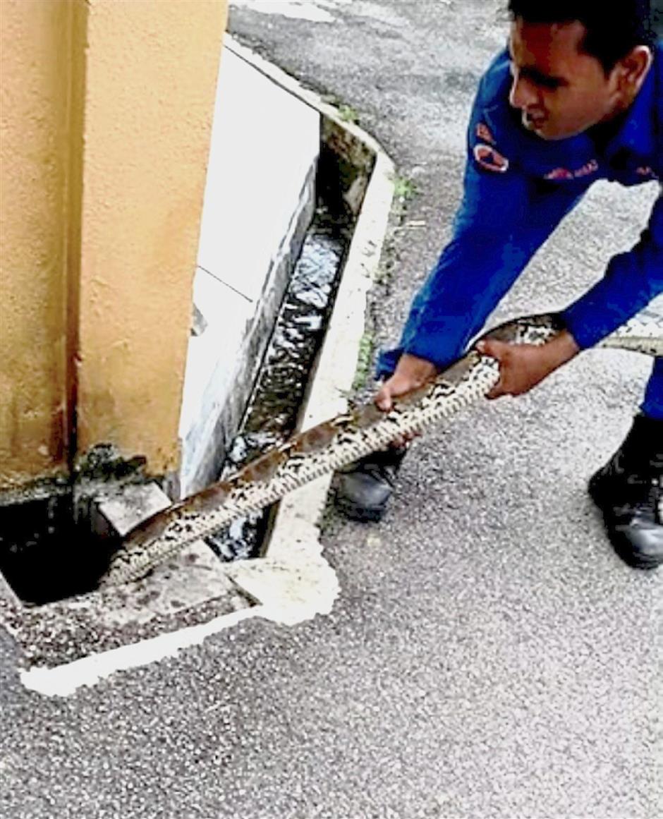 This python was caught in May.